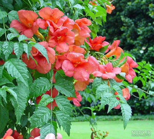 خرید و قیمت گل پیچک رونده (30 بذر) | ترب