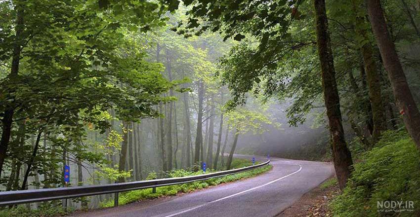 زیباترین جنگل های ایران | جنگل هایی با وسعت و زیبایی بسیار
