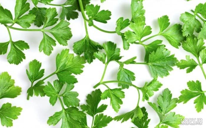 سبزی جعفری برای چی خوبه + قیمت خرید - آراد برندینگ