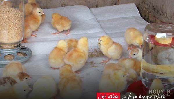 سفارش اینترنتی خوراک جوجه کباب مشاهیر قیمت عکس | زنجان فود سفارش اینترنتی خوراک جوجه کباب مشاهیر قیمت عکس | زنجان فود