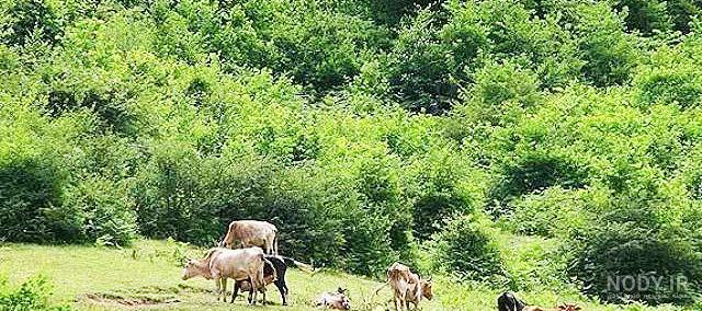 سفر به جنگل های شمال ایران | فهرست کاملی از طبیعت گردی و ماجراجویی | مجله  پته