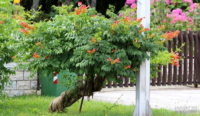 شرایط مطلوب برای پرورش گل اناری - کافه گلدون
