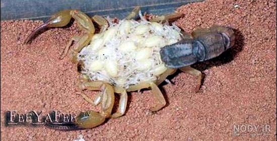 عکس بچه ی عقرب
