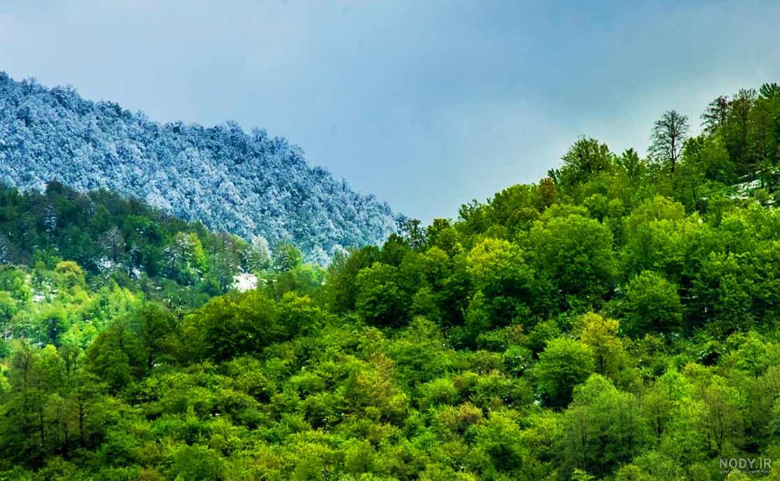 عکس جنگل شمال