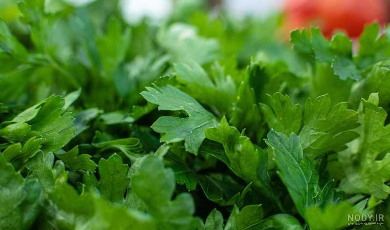 عکس سبزی جعفری کوهی