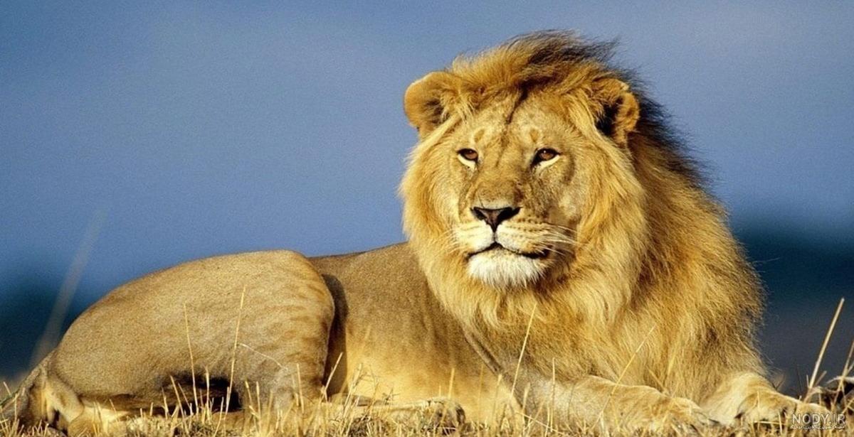 عکس شیر برای پروفایل | 65 عکس پروفایل شیر با کیفیت عالی{full HD} عکس شیر برای پروفایل | 65 عکس پروفایل شیر با کیفیت عالی{full HD}
