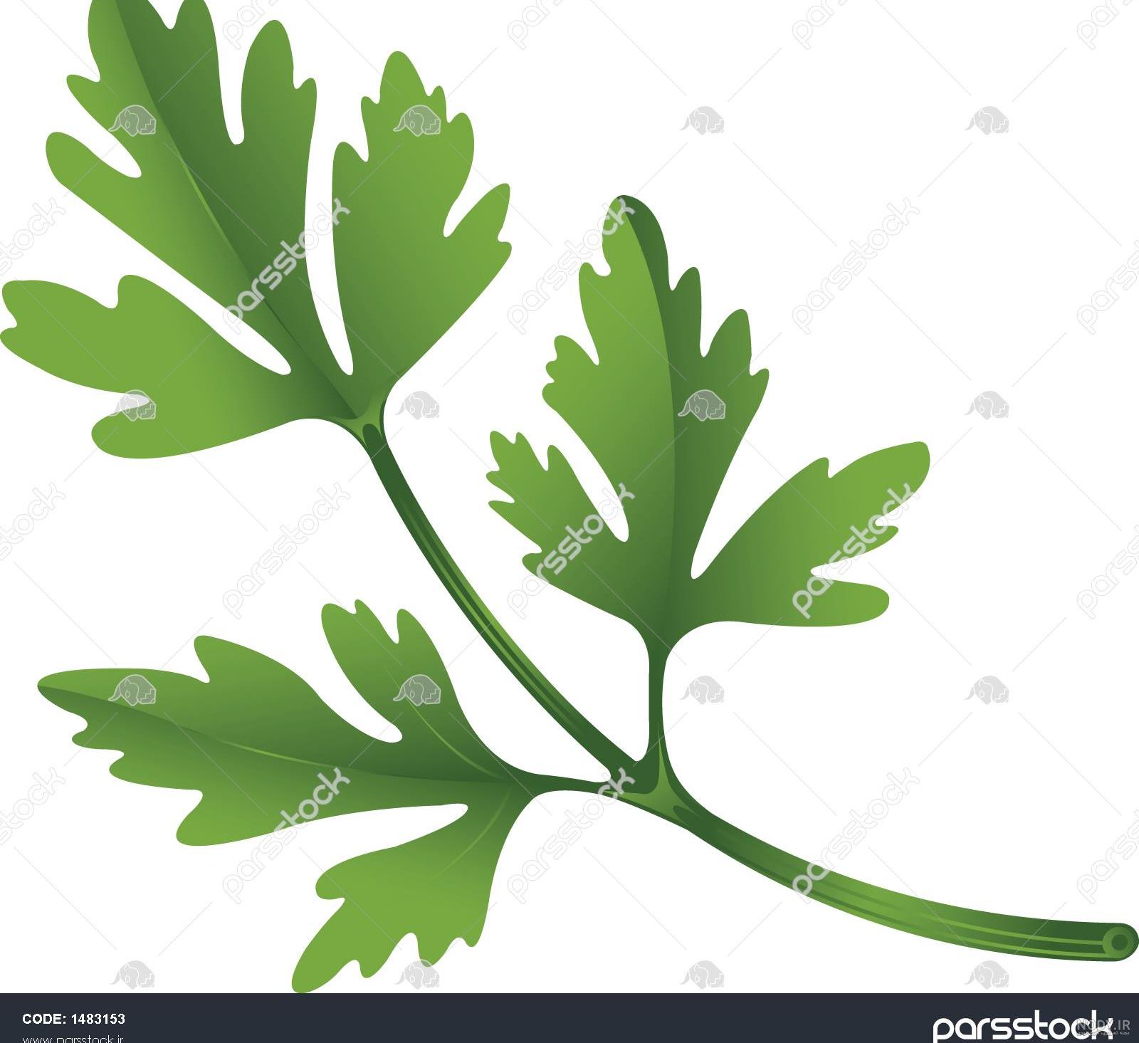 عکس هایی از سبزی جعفری