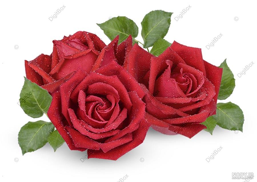 عکس گل بنفش عکس گل بنفش