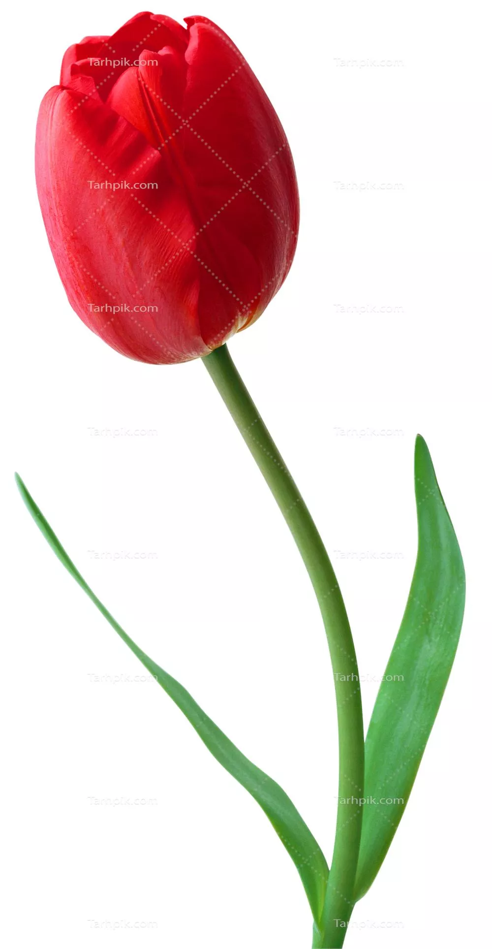 عکس گل قرمز لاله