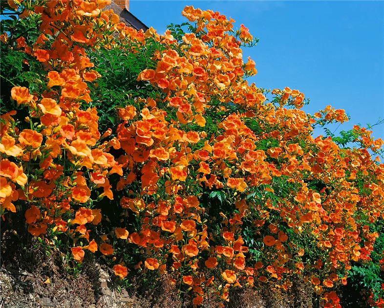 فروش پیچ اناری