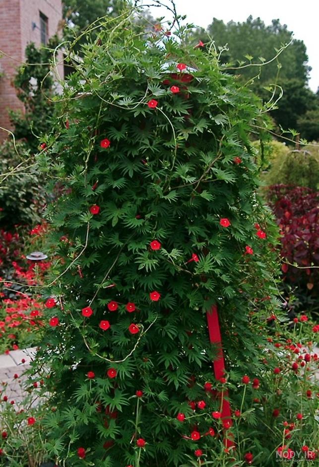 فروش پیچ اناری