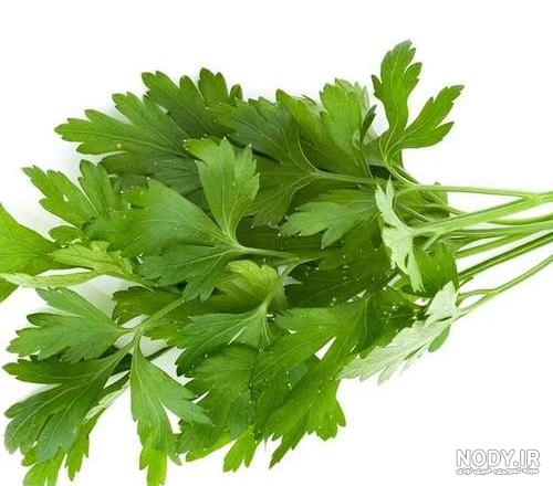فواید و خواص سبزی جعفری ، تخم ، ساقه و ریشه آن