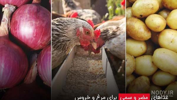 معرفی 10 نوع از بهترین و خوشمزه ترین جوجه کباب ها | استاربال معرفی 10 نوع از بهترین و خوشمزه ترین جوجه کباب ها | استاربال