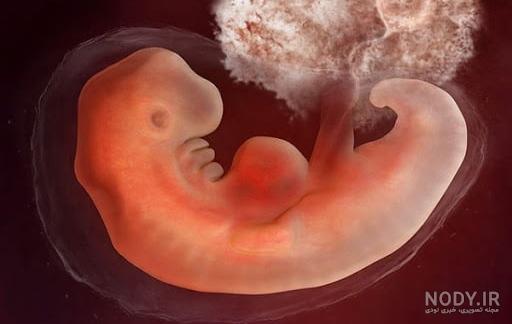 هفته 6 بارداری | بارداری هفته به هفته و ویژگی های نوزاد هفته 6 بارداری | بارداری هفته به هفته و ویژگی های نوزاد
