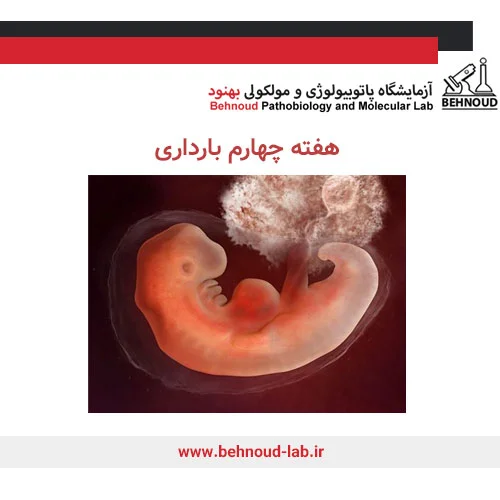هفته پنجم بارداری - علائم، وضعیت جنین و تغذیه در هفته پنجم بارداری | مجله هومکا هفته پنجم بارداری - علائم، وضعیت جنین و تغذیه در هفته پنجم بارداری | مجله هومکا