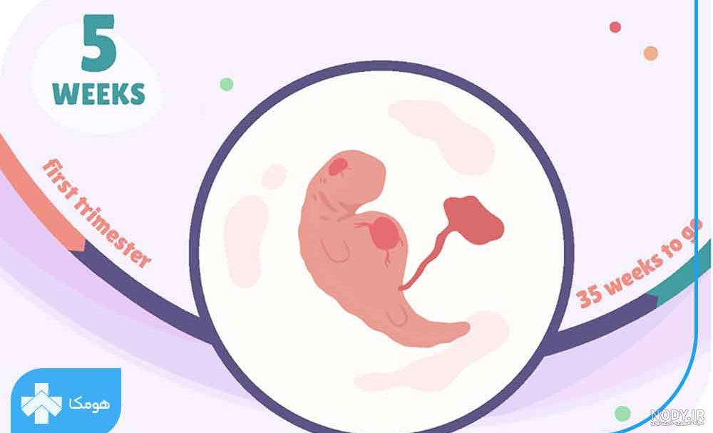 همه چیز درباره هفته هفتم بارداری - سی سیب همه چیز درباره هفته هفتم بارداری - سی سیب