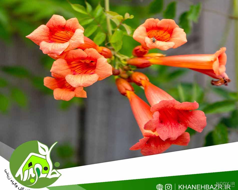 پیچ اناری | رویش نهال | فروش نهال در کرج