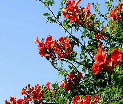 گل رونده پیچ اناری - گلخانه و نهالستان فروزانی