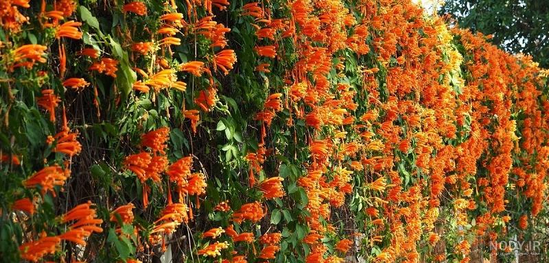گل رونده پیچ اناری - گلخانه و نهالستان فروزانی