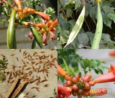 گل پیچ اناری رونده، کاشت شیراز، فارس - فروشگاه آنلاین گل و گیاه