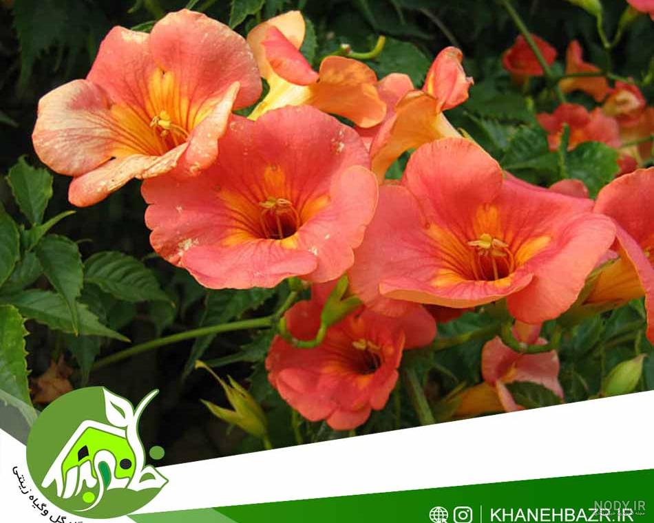 گل پیچ اناری نحوه کاشت، تکثیر و اصول پرورش آن