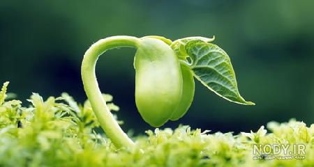5 جای مناسب برای قرار دادن گیاهان آپارتمانی +عکس - دکورمگ 5 جای مناسب برای قرار دادن گیاهان آپارتمانی +عکس - دکورمگ