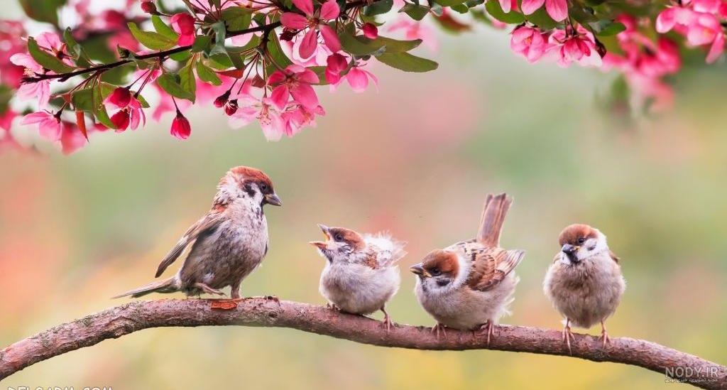 15 عکس طبیعت بهاری کیفیت بالا🌸زیباترین عکس طبیعت بهاری جدید 15 عکس طبیعت بهاری کیفیت بالا🌸زیباترین عکس طبیعت بهاری جدید