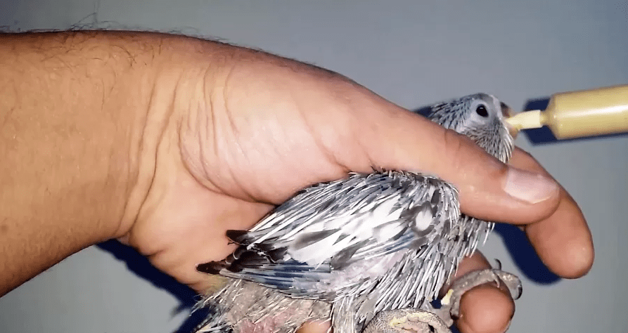 5 مشکل رایج در جوجه های سرلاکی بیماری های و اختلالات رایج در جوجه سرلاکی 5 مشکل رایج در جوجه های سرلاکی بیماری های و اختلالات رایج در جوجه سرلاکی