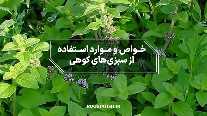 آشنایی با خواص گیاه دارویی والک یا سیر کوهی - طبایع مرجع طب سنتی