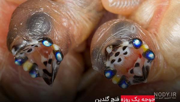 آشنایی با فنچ زبرا ، فنچ سفید زبرا و انواع آن + عکس فنچ زبرا - ستاره آشنایی با فنچ زبرا ، فنچ سفید زبرا و انواع آن + عکس فنچ زبرا - ستاره