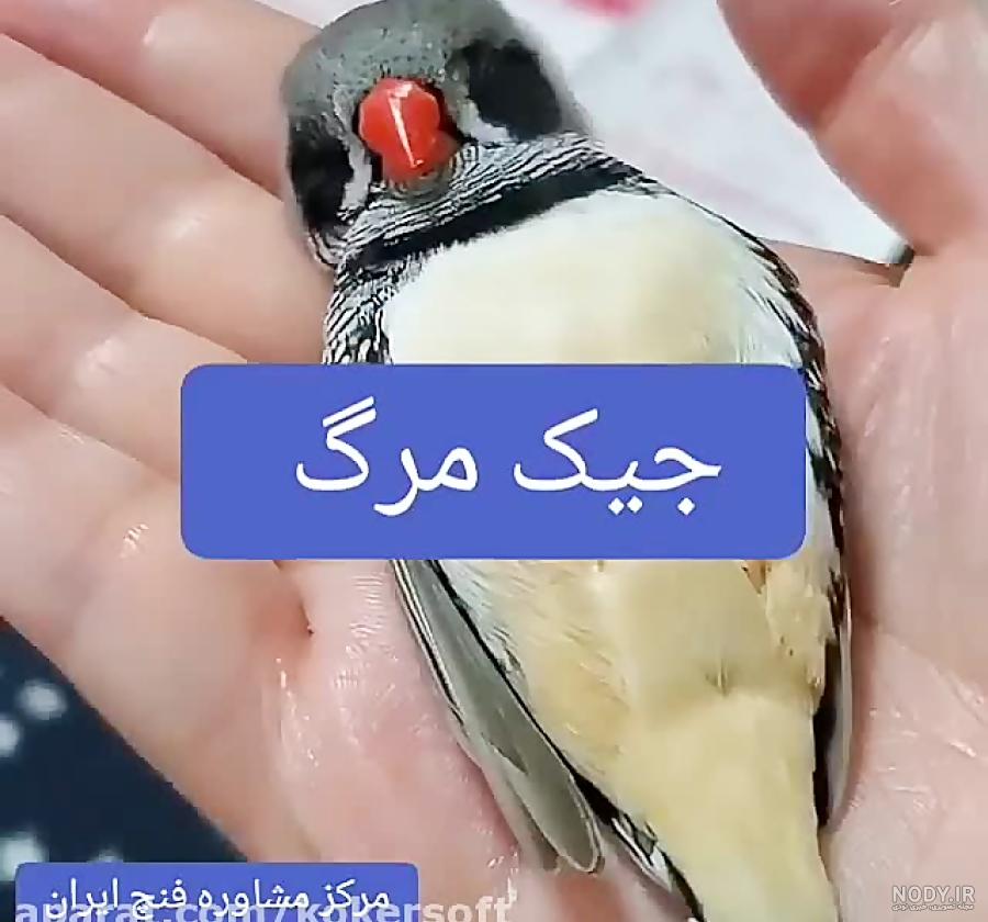 آشنایی با فنچ زبرا ، فنچ سفید زبرا و انواع آن + عکس فنچ زبرا - ستاره آشنایی با فنچ زبرا ، فنچ سفید زبرا و انواع آن + عکس فنچ زبرا - ستاره