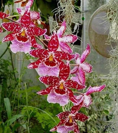 آشنایی با گیاهان نادر ایرانی + تصویر آشنایی با گیاهان نادر ایرانی + تصویر