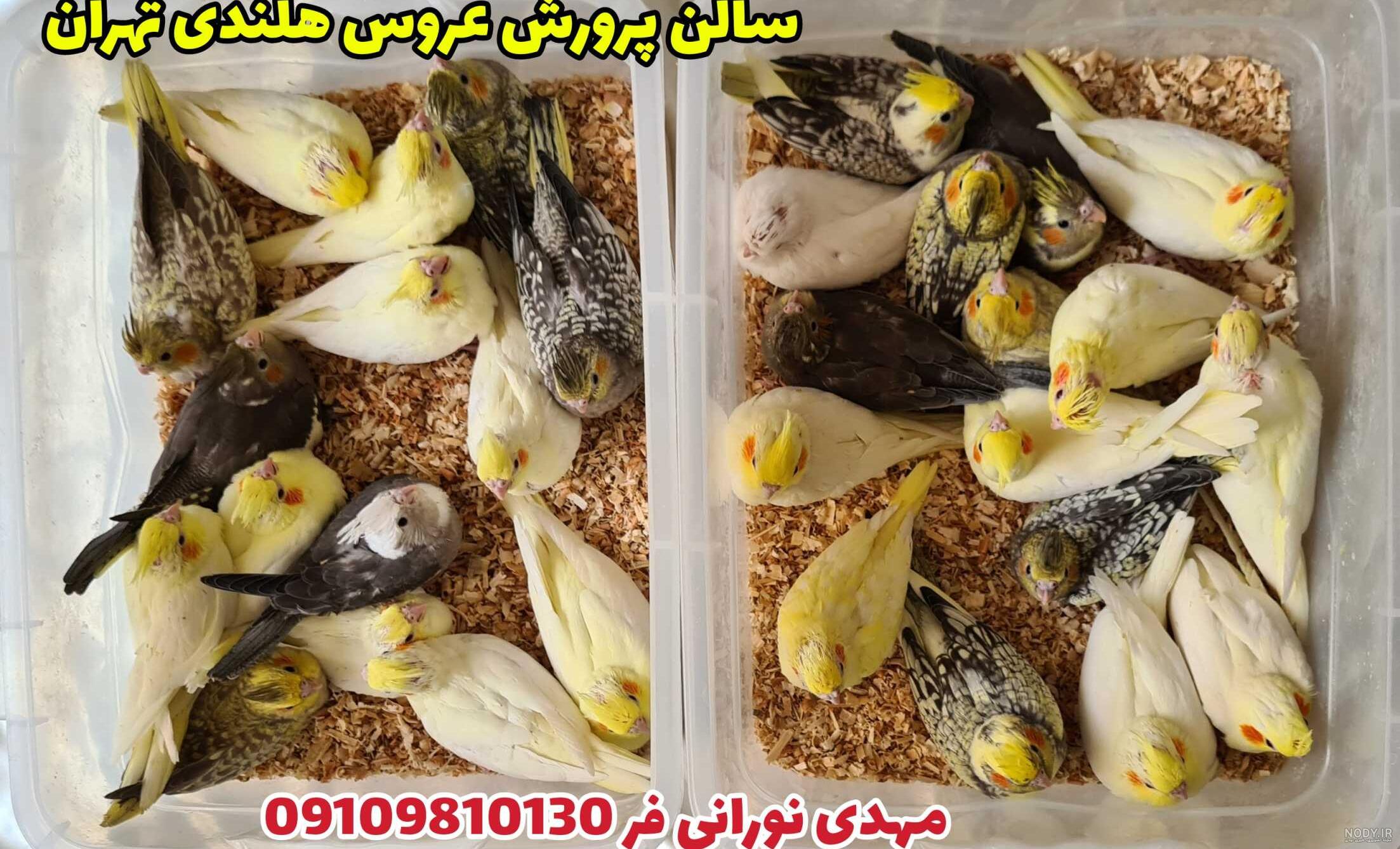 آموزش سرلاک دادن به عروس هلندی آموزش سرلاک دادن به عروس هلندی