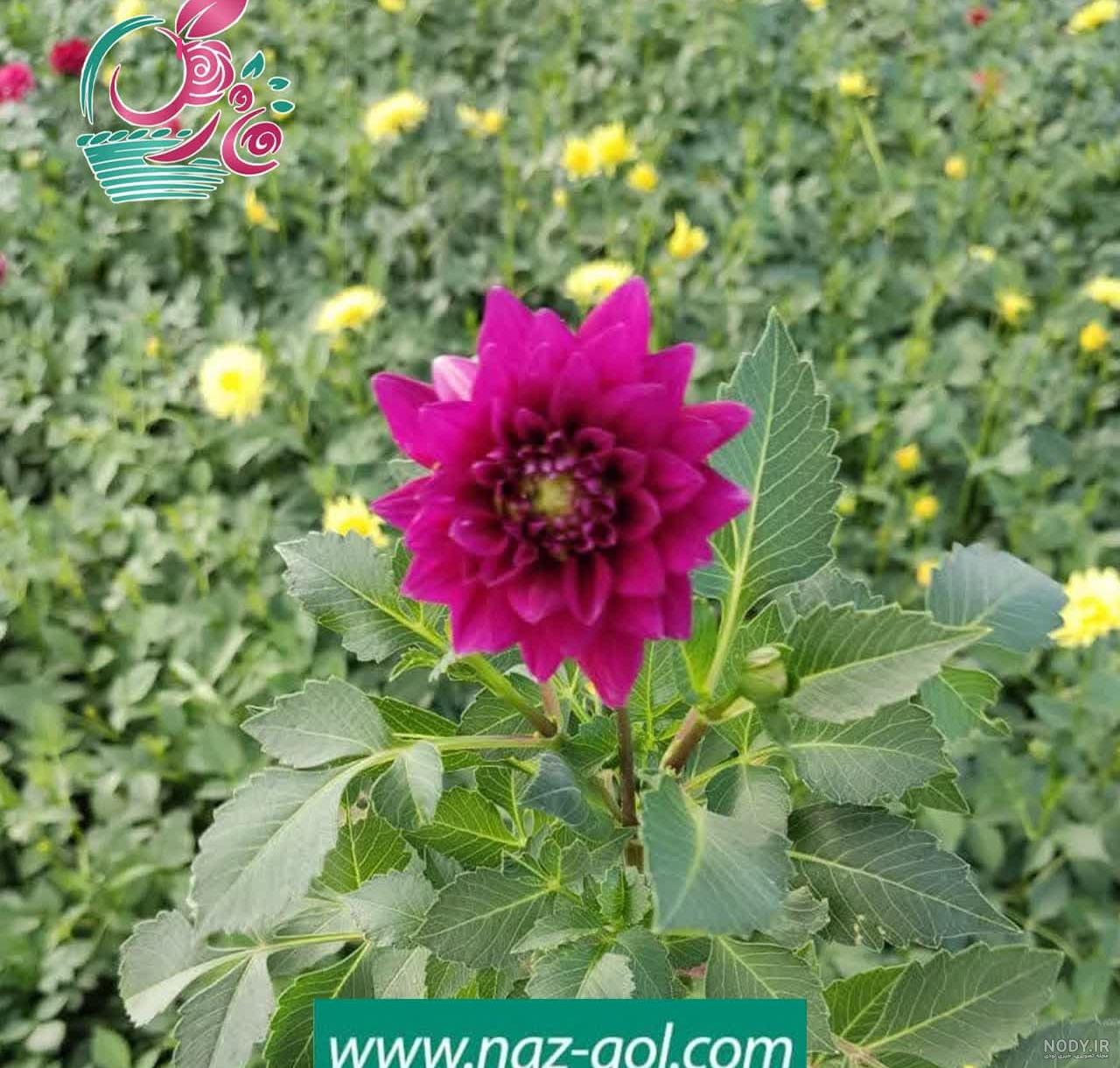 از صفر تا صد روش نگهداری از گل کوکب و کاشت آن | گُل‌سِتان