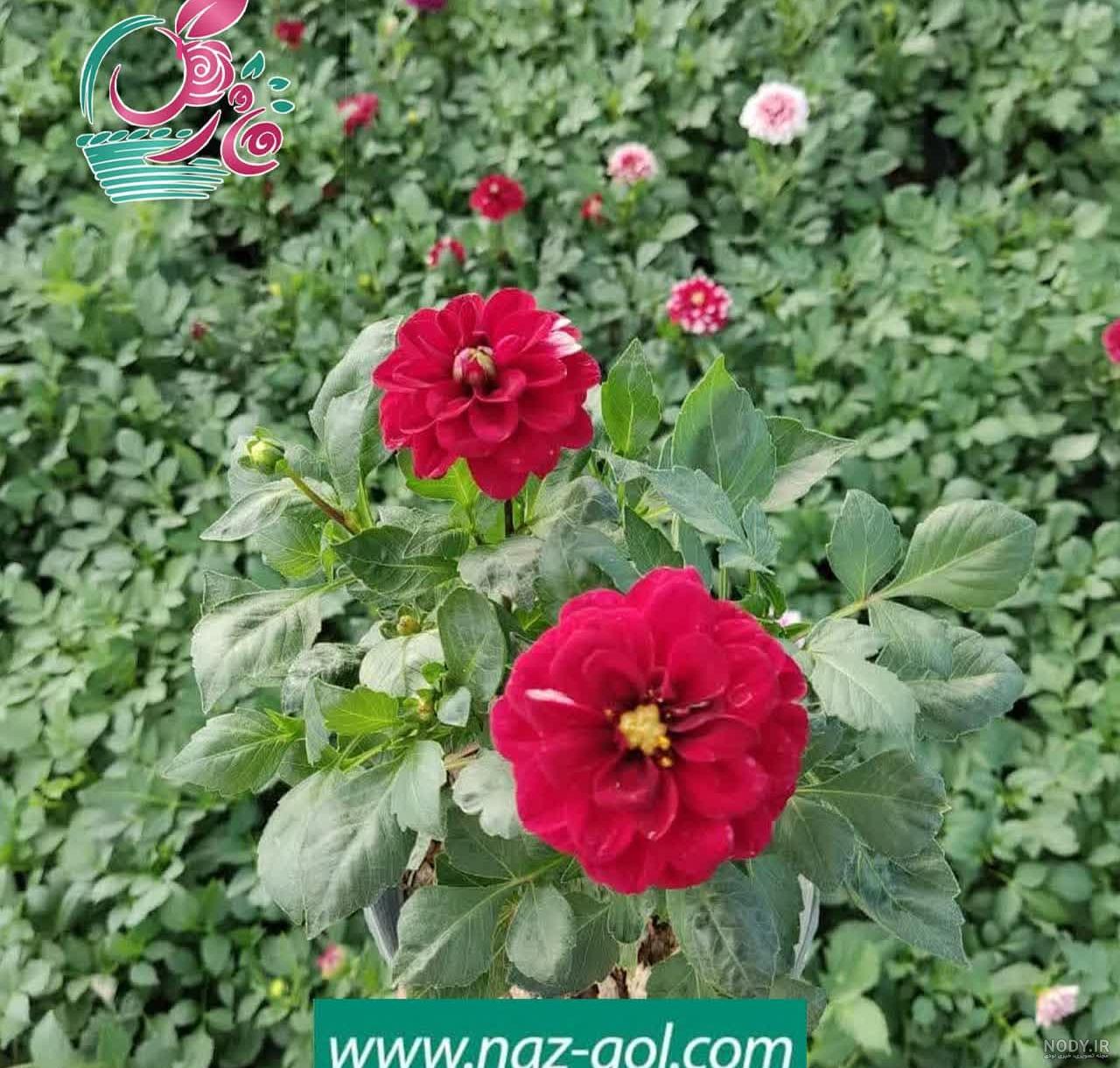 با گل کوکب و روش نگهداری آن آشنا شویم - ایران درخت با گل کوکب و روش نگهداری آن آشنا شویم - ایران درخت