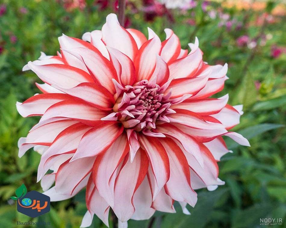 بذر گل کوکب فیگارو نارنجی قرمز پن آمریکن | Figaro Orange Shades Dahlia بذر گل کوکب فیگارو نارنجی قرمز پن آمریکن | Figaro Orange Shades Dahlia