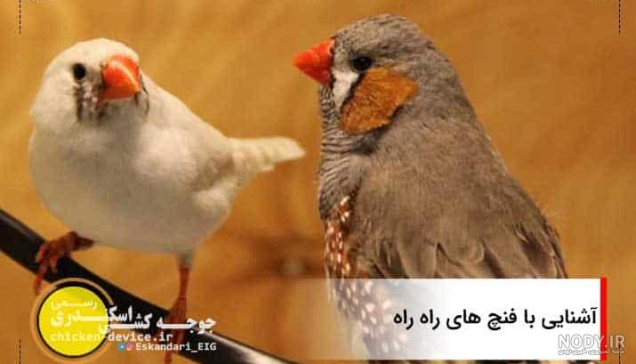 بهترین روش تکثیر و پرورش فنچ نر و ماده در منزل با بیشترین سود ممکن +فیلم - هنر فردی بهترین روش تکثیر و پرورش فنچ نر و ماده در منزل با بیشترین سود ممکن +فیلم - هنر فردی