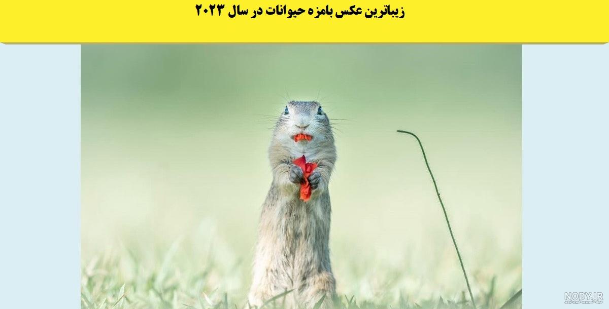 تصاویر بامزه و خنده دار حیوانات تصاویر بامزه و خنده دار حیوانات