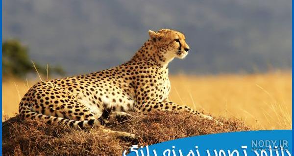تصویر زمینه پلنگ برای گوشی - مجله نورگرام تصویر زمینه پلنگ برای گوشی - مجله نورگرام