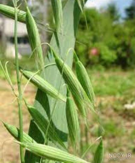 تفاوت جو و جو دوسر چیست؟ تفاوت جو و جو دوسر چیست؟