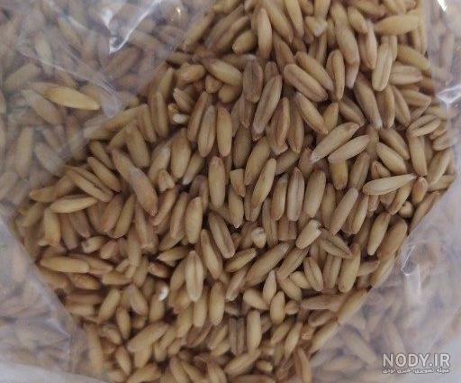 جو دو سر سرشار از خواص درمانی جو دو سر سرشار از خواص درمانی