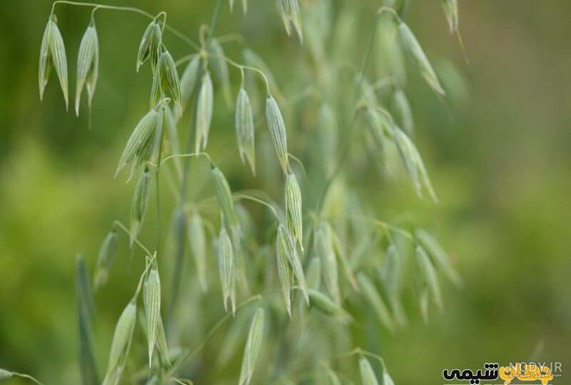 جو دوسر و 12 خواصیت منحصر به فرد | عطاری آنلاین مجتبی محقق جو دوسر و 12 خواصیت منحصر به فرد | عطاری آنلاین مجتبی محقق