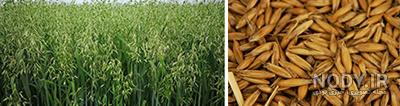 جو دوسر و 12 خواصیت منحصر به فرد | عطاری آنلاین مجتبی محقق جو دوسر و 12 خواصیت منحصر به فرد | عطاری آنلاین مجتبی محقق