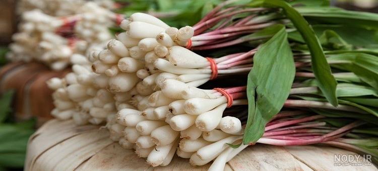خبرگزاری آريا - خواص دارويي جعفري؛ضد نفخ شكم