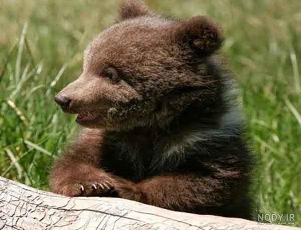 خرس قهوه ای خرس قهوه ای