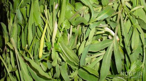 خواص والک یا سیر کوهی - پارسی طب