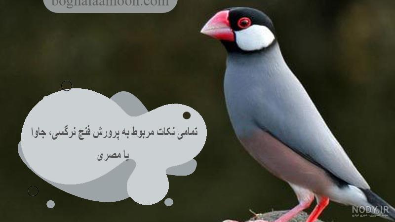 راهنمای خرید فنچ و 10 نکته کلیدی که باید به آن توجه کنید - پت زیپ راهنمای خرید فنچ و 10 نکته کلیدی که باید به آن توجه کنید - پت زیپ
