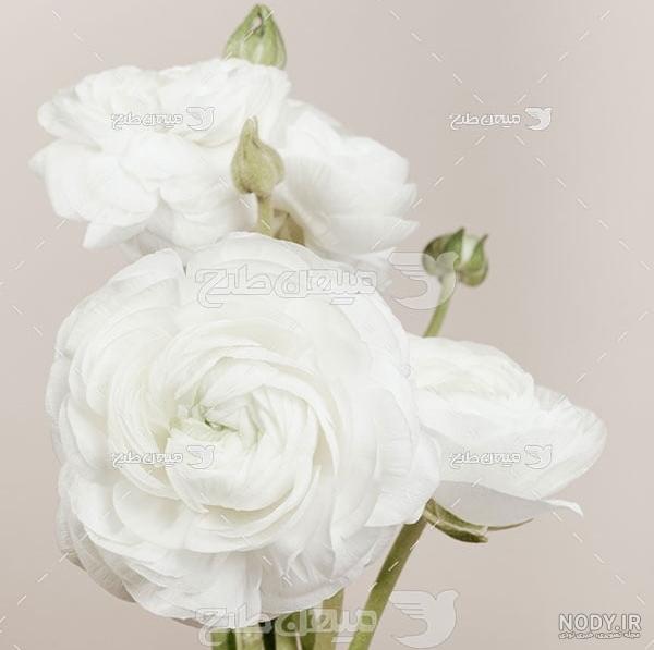 سفید زیباترین عکس گل رز