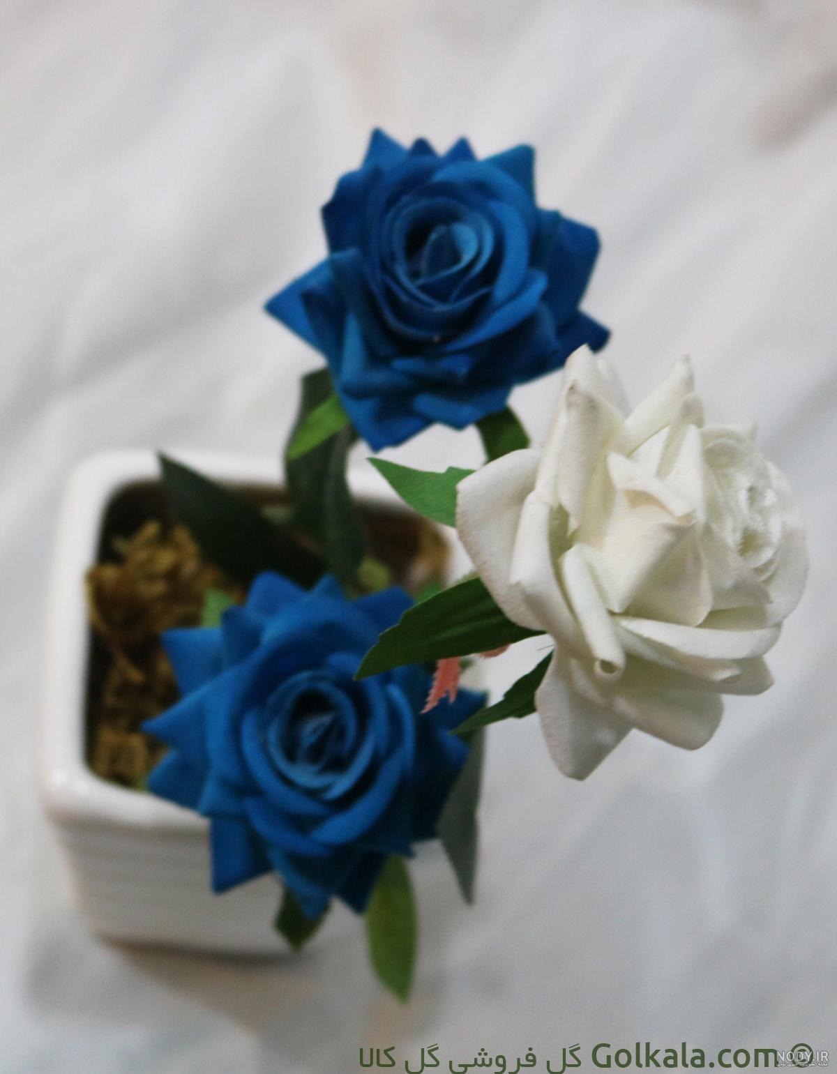 سفید زیباترین عکس گل رز