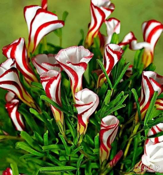 عجیب ترین گل های دنیا؛ از ارکیده مرد عریان تا دمپایی بانو - چطور عجیب ترین گل های دنیا؛ از ارکیده مرد عریان تا دمپایی بانو - چطور
